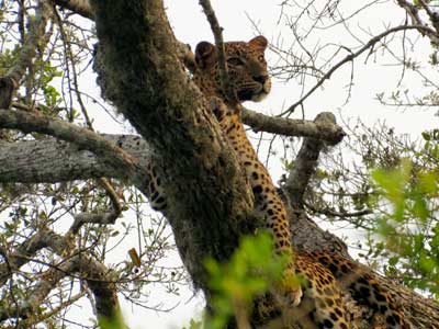 Voyage au Sri Lanka de Gérald