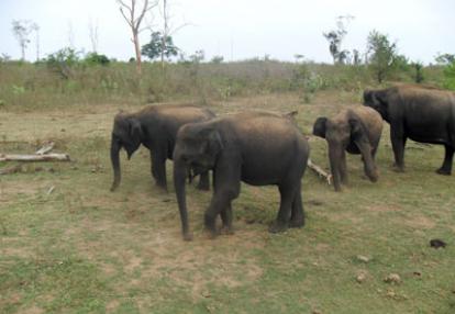 Voyage au Sri Lanka de Cynthia et Eric
