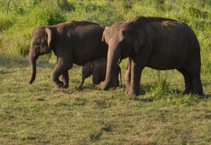 Voyage au Sri Lanka de Roger et Annick