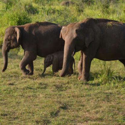 Voyage au Sri Lanka de Roger et Annick