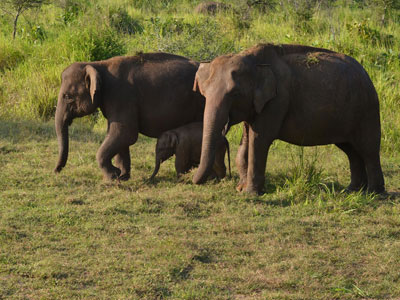 Voyage au Sri Lanka de Roger et Annick