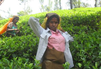 Voyage au Sri Lanka de Martine et ses amis