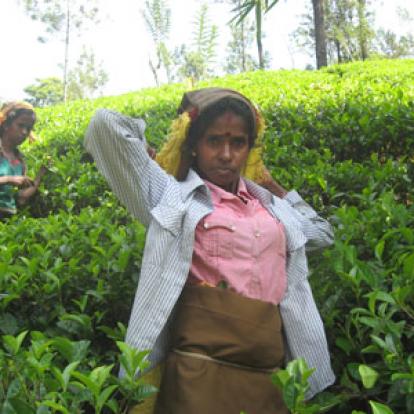 Cueilleuses De Thé Voyage au Sri Lanka de Martine et ses amis