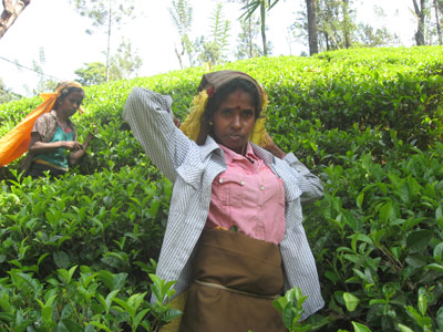 Cueilleuses de thé  Voyage au Sri Lanka de Martine et ses amis
