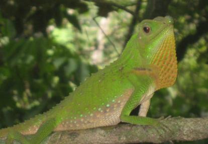 Voyage au Sri Lanka de Martine et ses amis