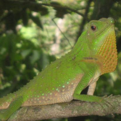 Sinharaja Voyage au Sri Lanka de Martine et ses amis