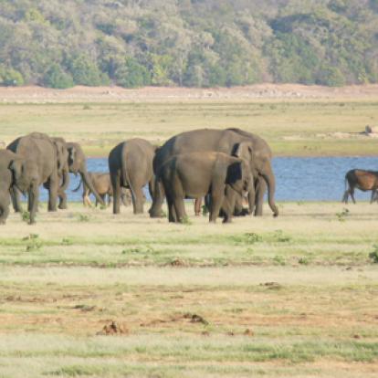 Voyage au Sri Lanka