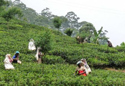Voyage au Sri Lanka