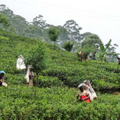 Voyage au Sri Lanka