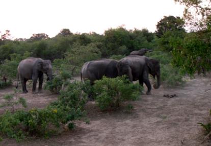 Circuit Au Sri Lanka