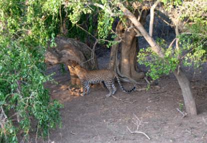 Circuit Au Sri Lanka