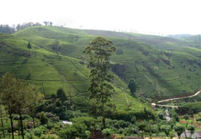 Circuit Au Sri Lanka