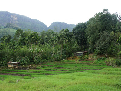 Circuit Au Sri Lanka de Véronique