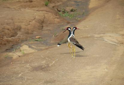 Circuit Au Sri Lanka de Valérie
