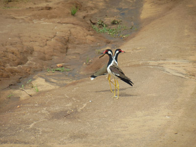 Circuit Au Sri Lanka de Valérie