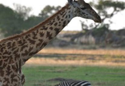 Voyage n Tanzanie de Caro et Ad.