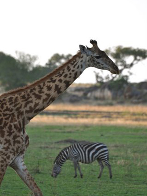 Voyage n Tanzanie de Caro et Ad.
