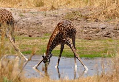 Voyage n Tanzanie de Caro et Ad.