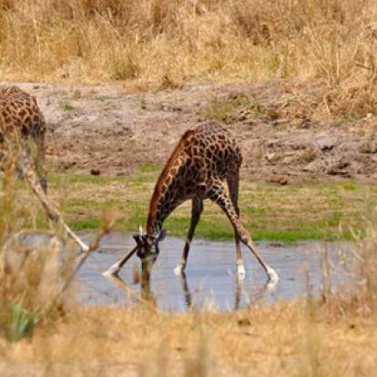Voyage n Tanzanie de Caro et Ad.