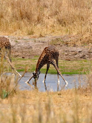 Voyage n Tanzanie de Caro et Ad.