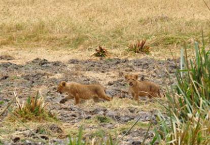 Voyage n Tanzanie de Caro et Ad.
