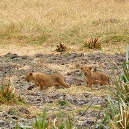 Voyage n Tanzanie de Caro et Ad.