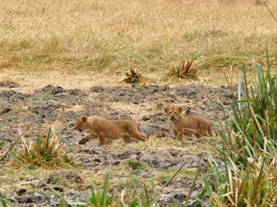 Voyage n Tanzanie de Caro et Ad.