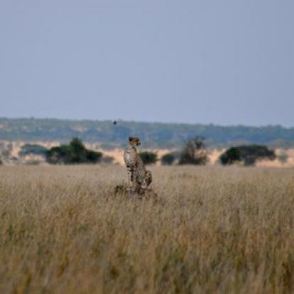 Voyage n Tanzanie de Caro et Ad.