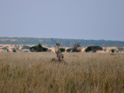 Voyage n Tanzanie de Caro et Ad.