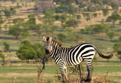 Voyage n Tanzanie de Caro et Ad.