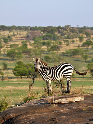 Voyage n Tanzanie de Caro et Ad.