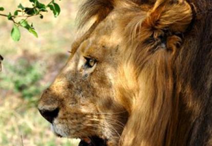 Voyage n Tanzanie de Caro et Ad.
