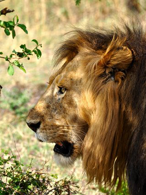 Voyage n Tanzanie de Caro et Ad.
