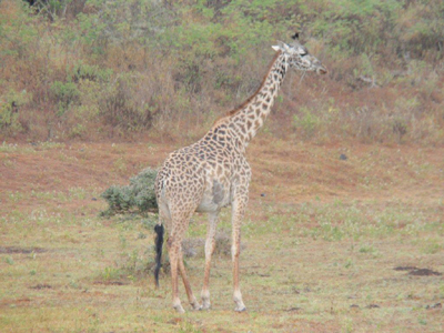 Voyage en Tanzanie d'Etienne