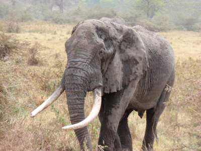 Voyage en Tanzanie d'Etienne