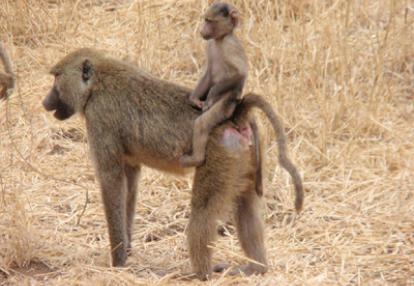 ©Etienne F.- Tous Droits réservés Voyage en Tanzanie d'Etienne
