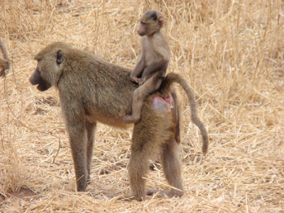 Voyage en Tanzanie d'Etienne