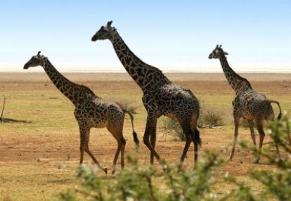 ©Bérangère T. Tous Droits réservés Voyage en Tanzanie de Bérangère et Benjamin
