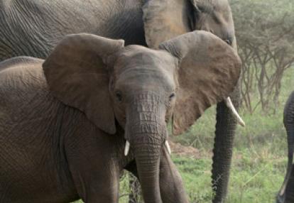 Voyage en Tanzanie de Bérangère et Benjamin