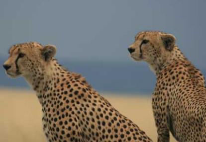 ©Chantal V. - Tous Droits réservés Voyage en Tanzanie de la Famille de Chantal