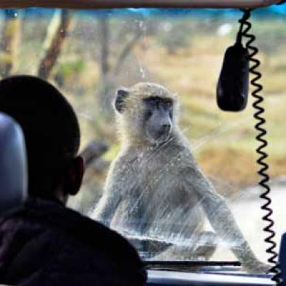 ©Stéphanie R. - Tous Droits Réservés Voyage en Tanzanie de Stéphanie R.