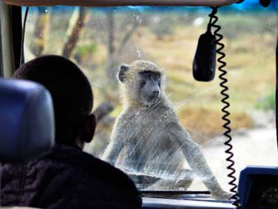 ©Stéphanie R. - Tous Droits réservés Voyage en Tanzanie de Stéphanie R.