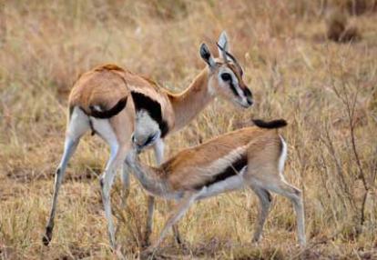 Voyage en Tanzanie de Stéphanie R.