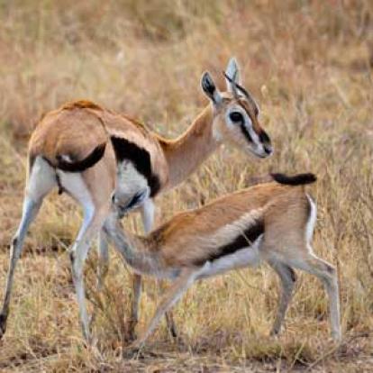 ©Stéphanie R. - Tous Droits Réservés Voyage en Tanzanie de Stéphanie R.