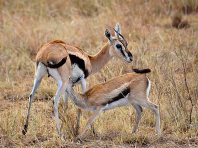 ©Stéphanie R. - Tous Droits réservés Voyage en Tanzanie de Stéphanie R.