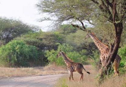 ©Stéphanie R. - Tous Droits réservés Voyage en Tanzanie de Stéphanie R.
