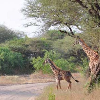 ©Stéphanie R. - Tous Droits Réservés Voyage en Tanzanie de Stéphanie R.