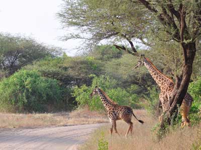 ©Stéphanie R. - Tous Droits réservés Voyage en Tanzanie de Stéphanie R.