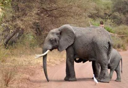 Voyage en Tanzanie de Stéphanie R.