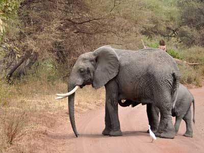 ©Stéphanie R. - Tous Droits réservés Voyage en Tanzanie de Stéphanie R.